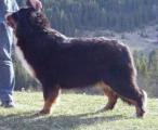 Bernese Greta Garbo Hiselfoss